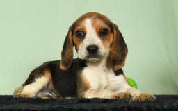 Beagle dogs for sale: Tawny - Image 7