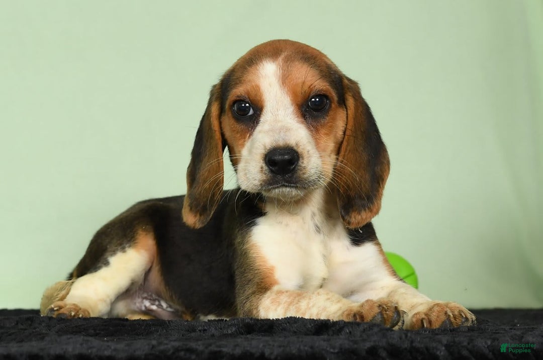 Beagle dogs for sale: Tawny - Image 7