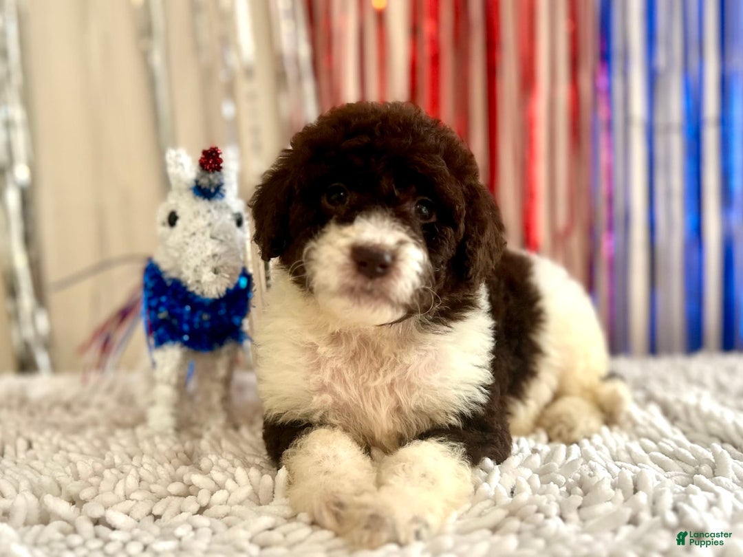Aussiedoodle dogs for sale: Dixie - Image 2