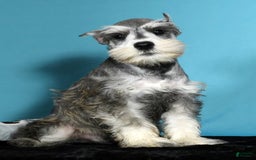 Miniature Schnauzer dogs for sale: Ken - Image 7