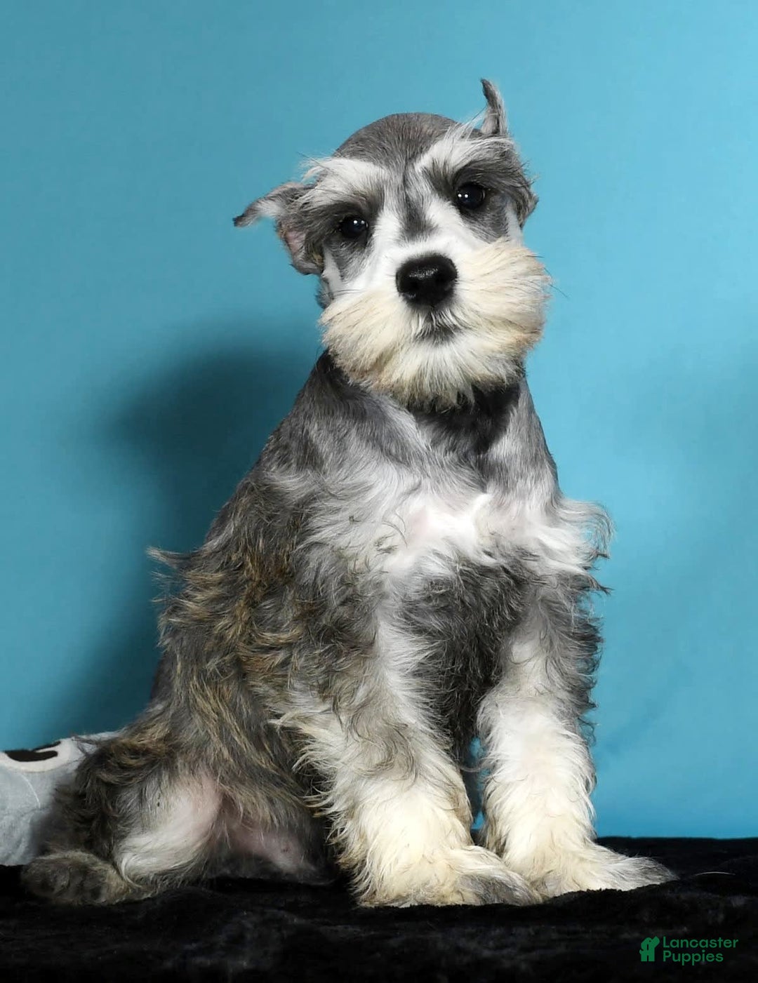 Miniature Schnauzer dogs for sale: Ken - Image 7