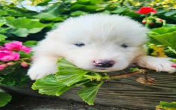 Samoyed dogs for sale: Jane - Image 10