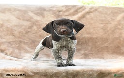 German Shorthaired Pointer dogs for sale: Baltimore - Image 2