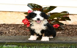Mini Bernedoodle dogs for sale: Cinnamon - Image 5