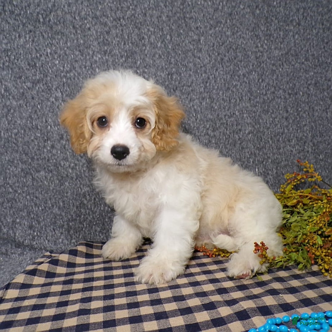 Cavachon dogs for sale: Banjo - Image 5