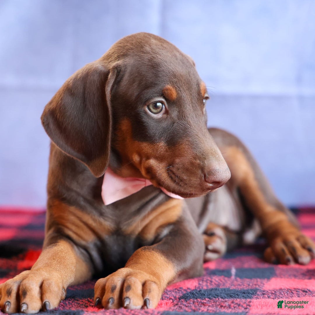 Doberman Pinscher dogs for sale: DIAMOND - Image 2