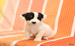 Jack Russell Terrier dogs for sale: Lynn - Image 2