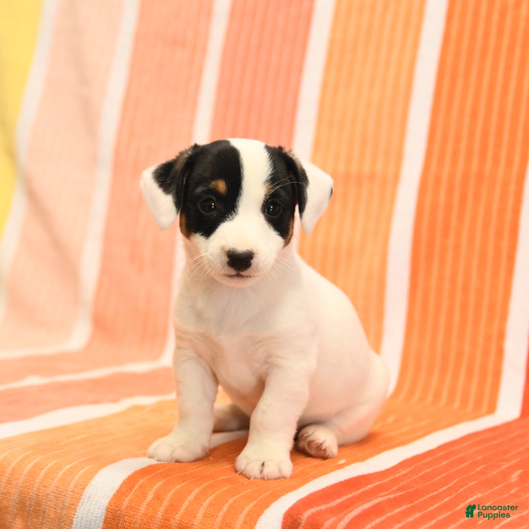Jack Russell Terrier dogs for sale: Lynn - Image 2