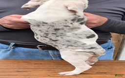 Staffordshire Bull Terrier dogs for sale: Hawks Athena - Image 2