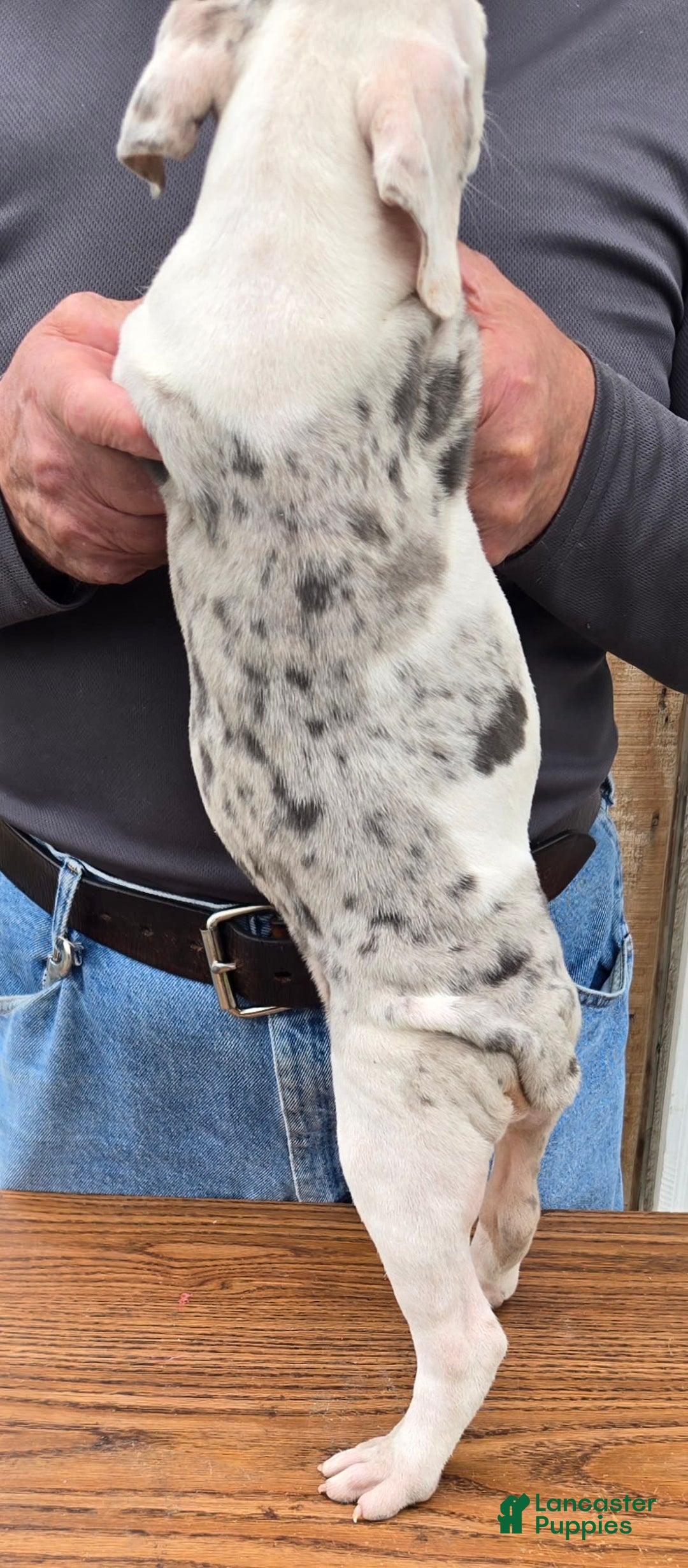 Staffordshire Bull Terrier dogs for sale: Hawks Athena - Image 2