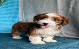 Havanese dogs for sale: Buster - Image 2