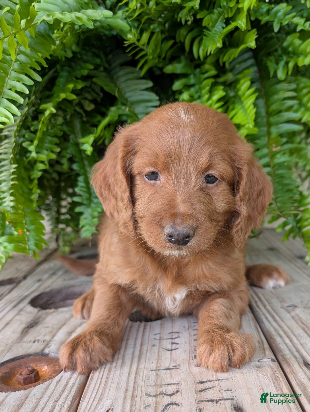 Goldendoodle dogs for sale: Ellie - Image 15