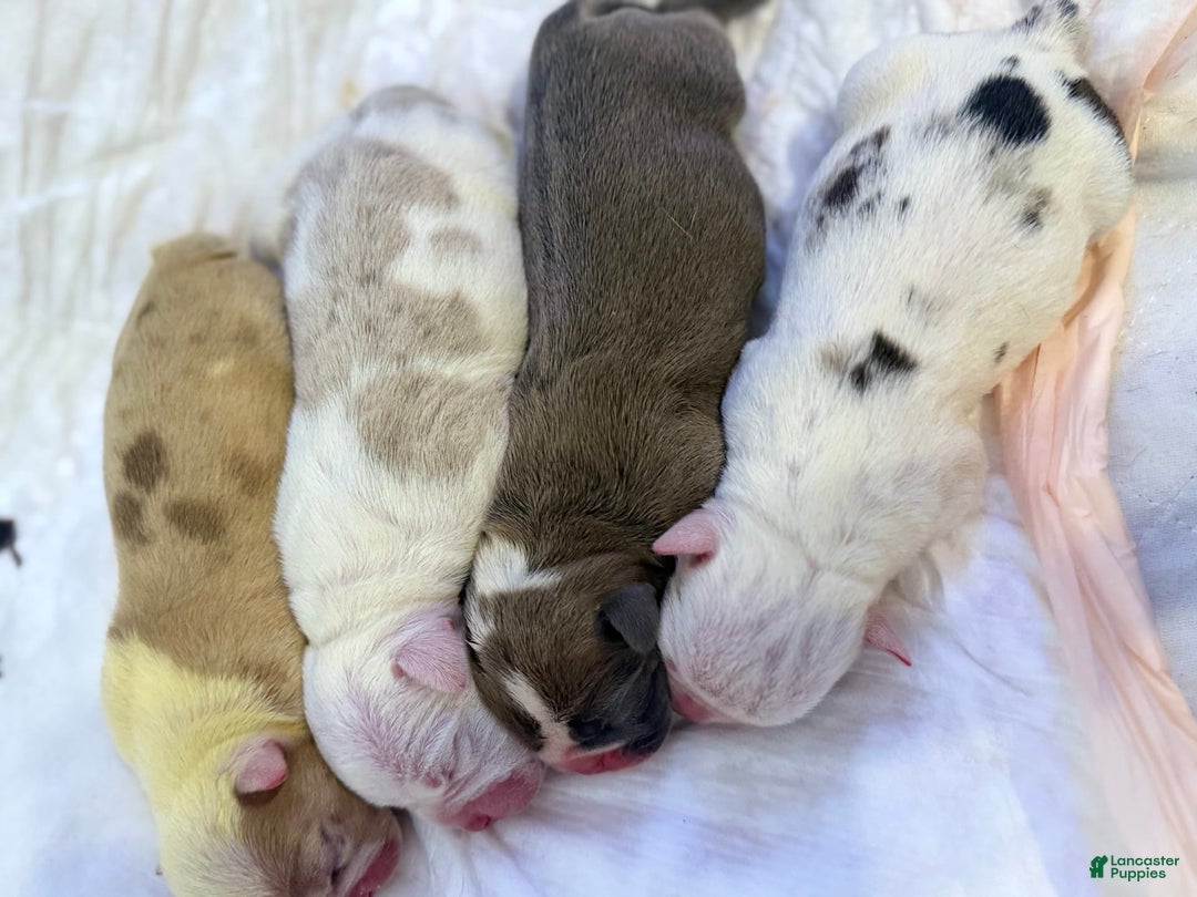 Olde English Bulldogge dogs for sale: Ghost - Image 6