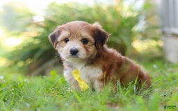Morkie dogs for sale: Randy - Image 2