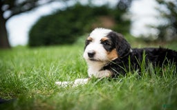 Bernedoodle dogs for sale: Bessie - Image 3