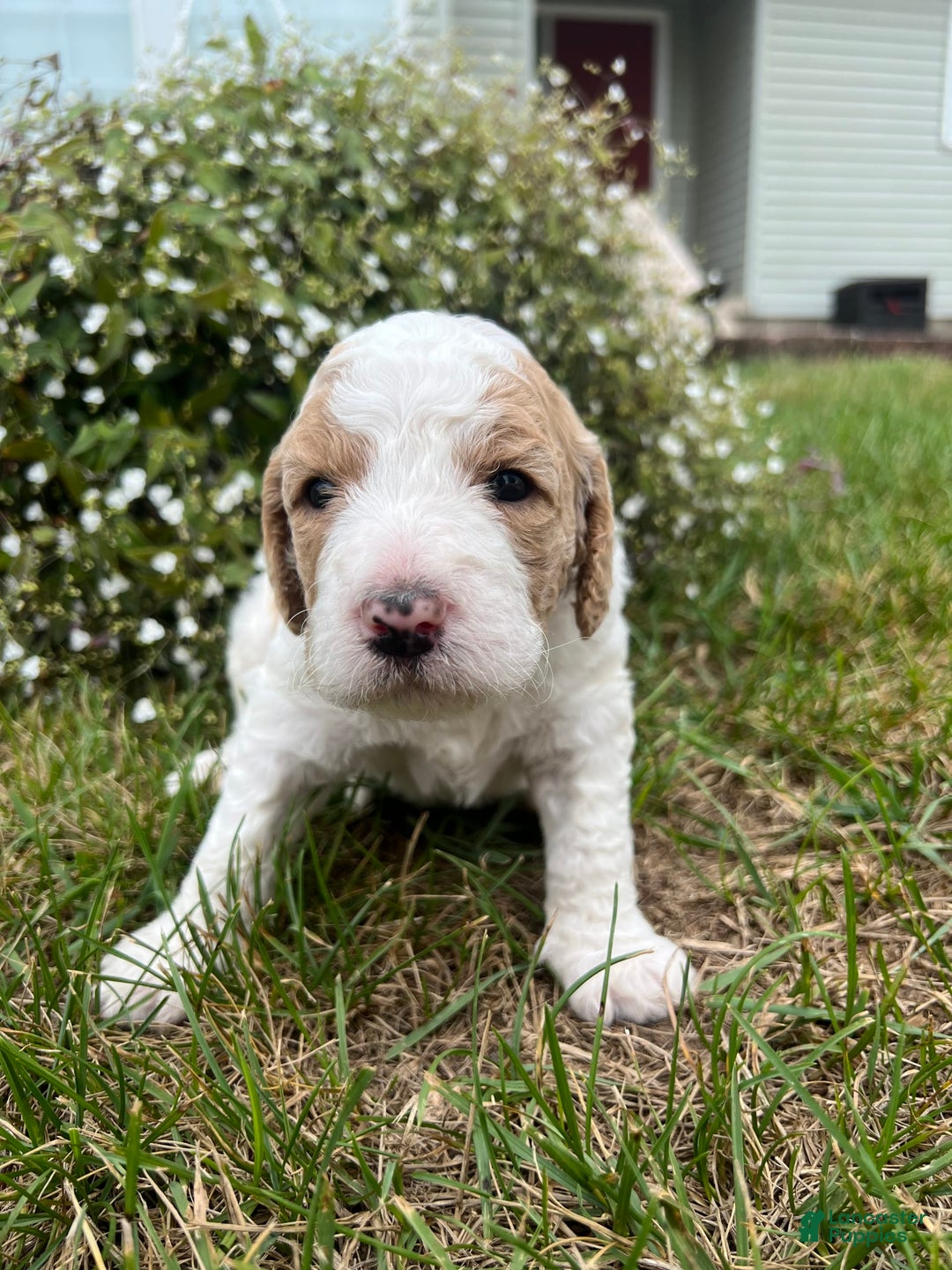 Goldendoodle dogs for sale: Cookie - Image 1