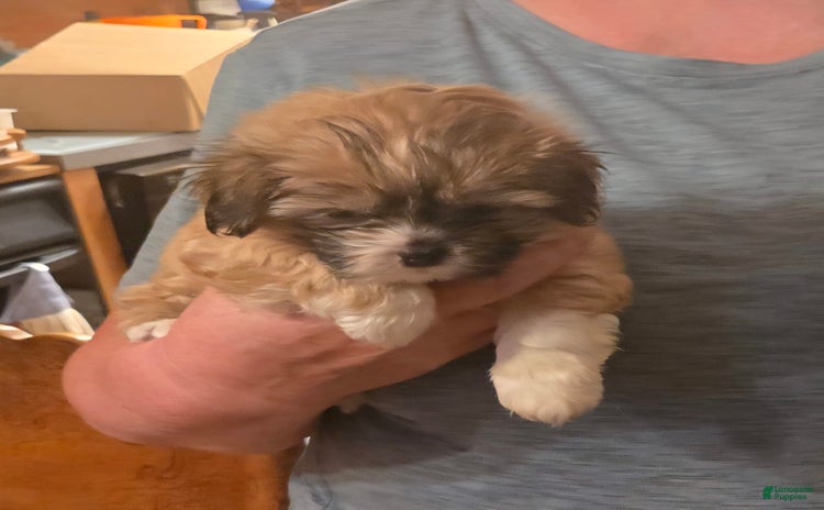 Shih Tzu dogs for sale - Ad 2