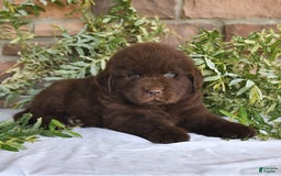 Newfoundland dogs for sale: Sarge - Image 2