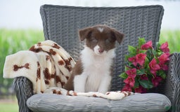 Border Collie dogs for sale: Brittney - Image 2