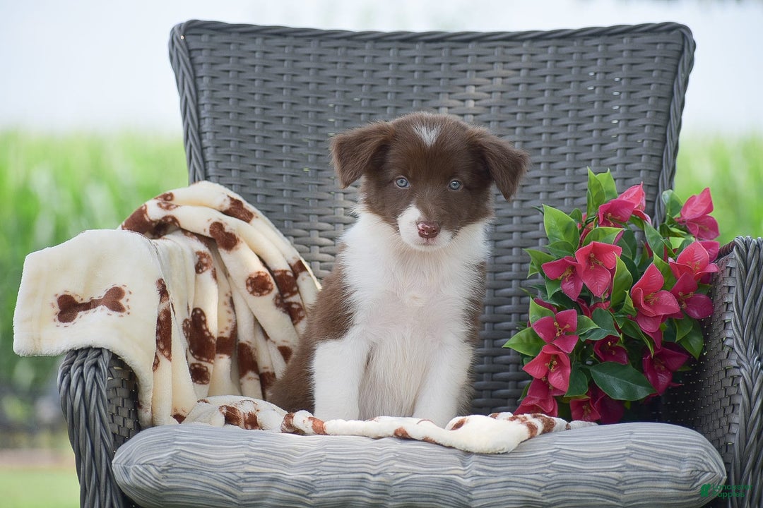 Border Collie dogs for sale: Brittney - Image 2