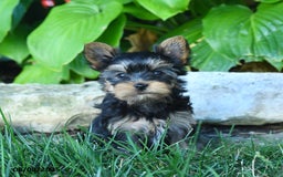 Yorkshire Terrier dogs for sale: Takoda - Image 2