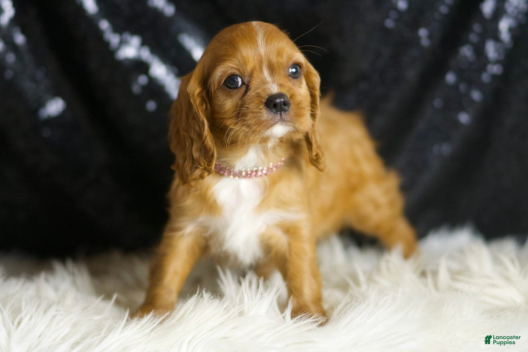 Cavalier King Charles Spaniel dogs for sale: Napa - Image 5