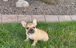 French Bulldog dogs for sale: Sandy - Image 5