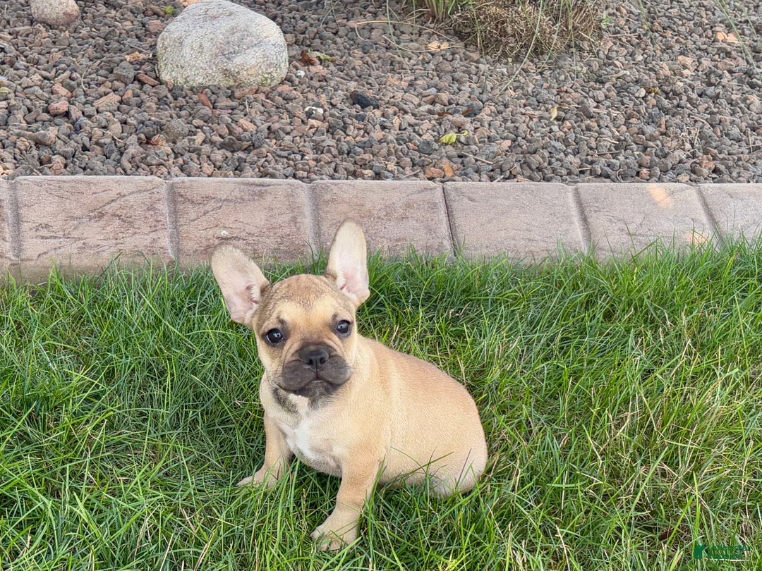 French Bulldog dogs for sale: Sandy - Image 5