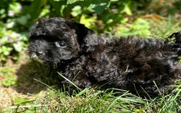 Havapoo dogs for sale: Tiny Sophie - Image 1