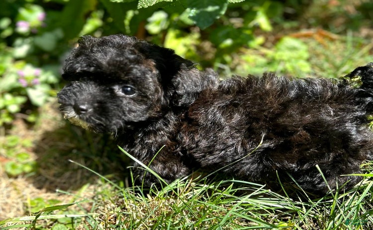 Havapoo dogs for sale - Ad 2