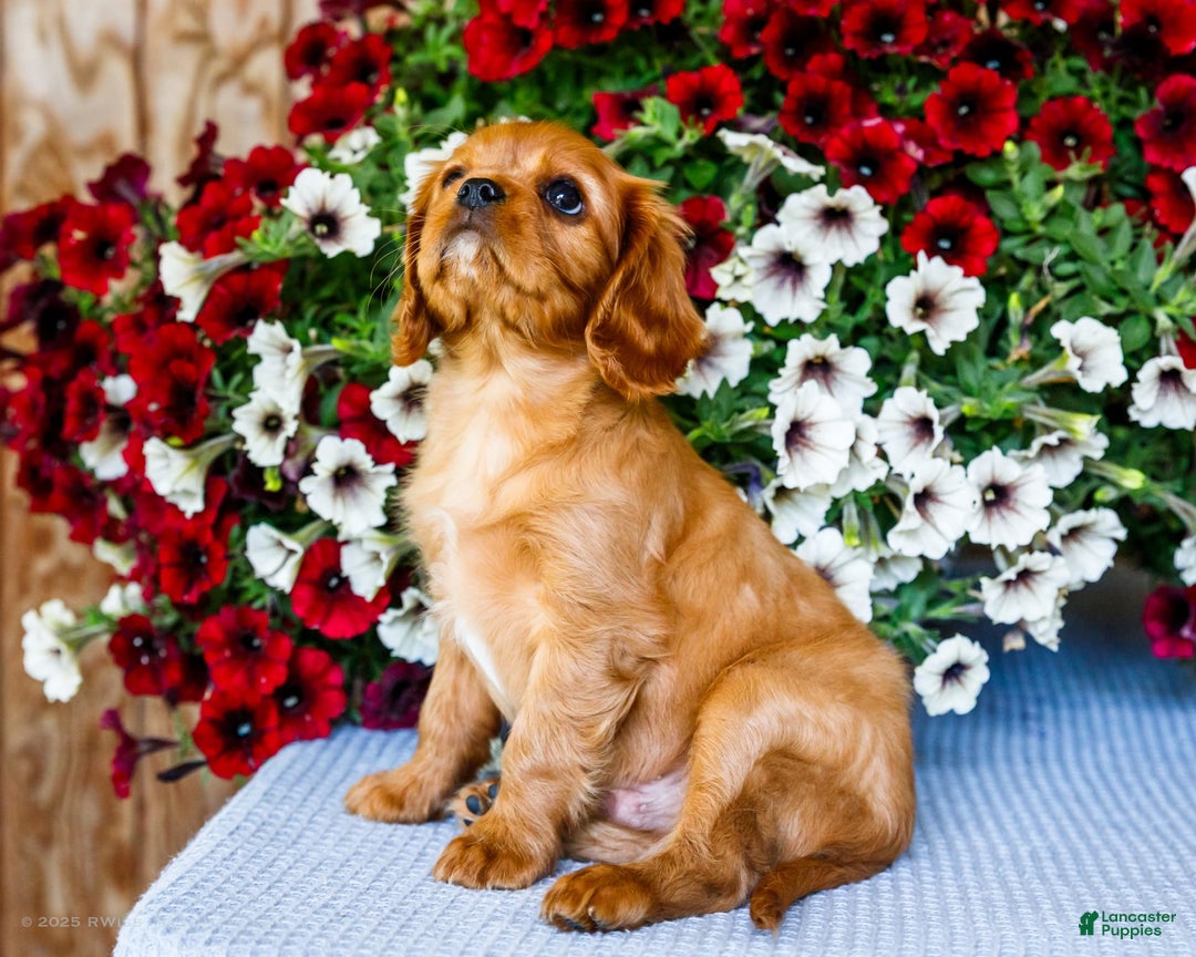Cavalier King Charles Spaniel dogs for sale: Keegan - Image 12