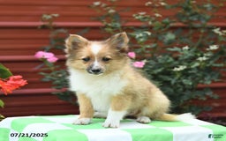Shetland Sheepdog dogs for sale: Peaches - Image 5