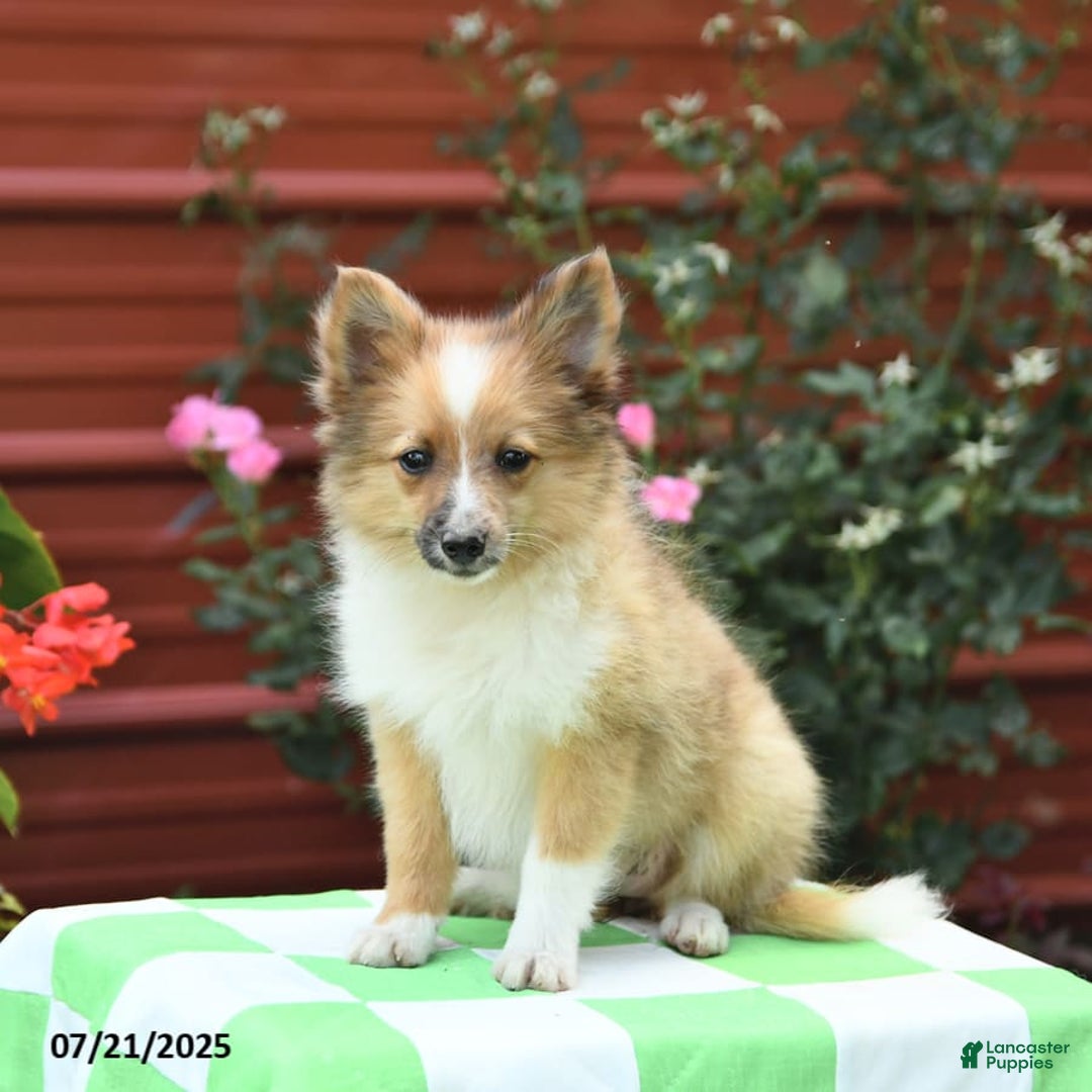 Shetland Sheepdog dogs for sale: Peaches - Image 5