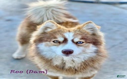 Pomsky dogs for sale: Tesla - Image 6