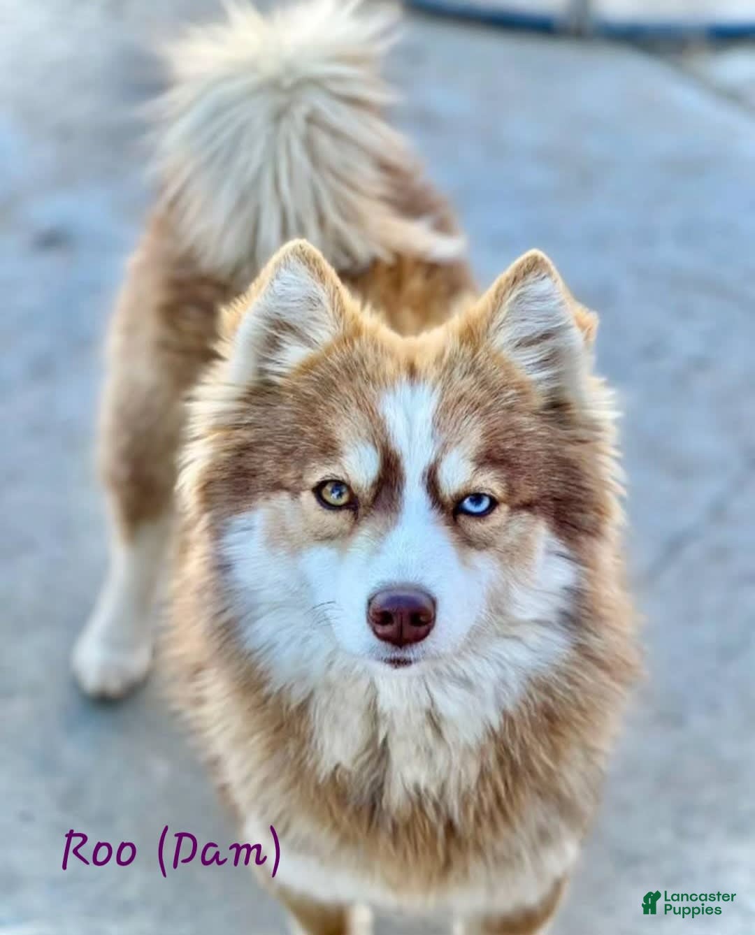Pomsky dogs for sale: Tesla - Image 6