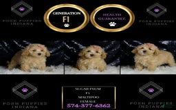 Maltipoo dogs for sale: Sugar Plum - Image 4