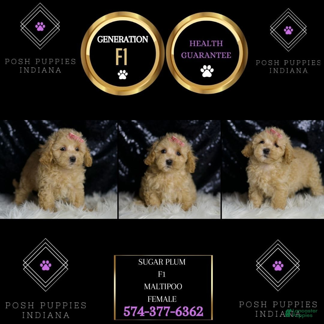 Maltipoo dogs for sale: Sugar Plum - Image 4