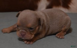English Bulldog dogs for sale: THEO LILAC - Image 5