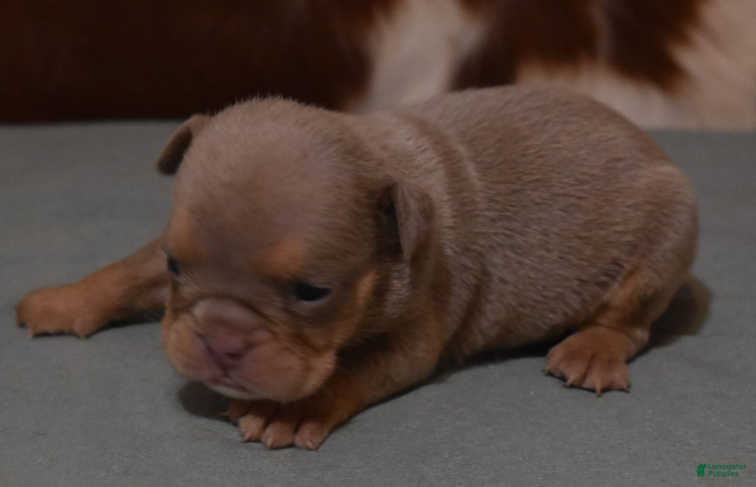 English Bulldog dogs for sale: THEO LILAC - Image 5