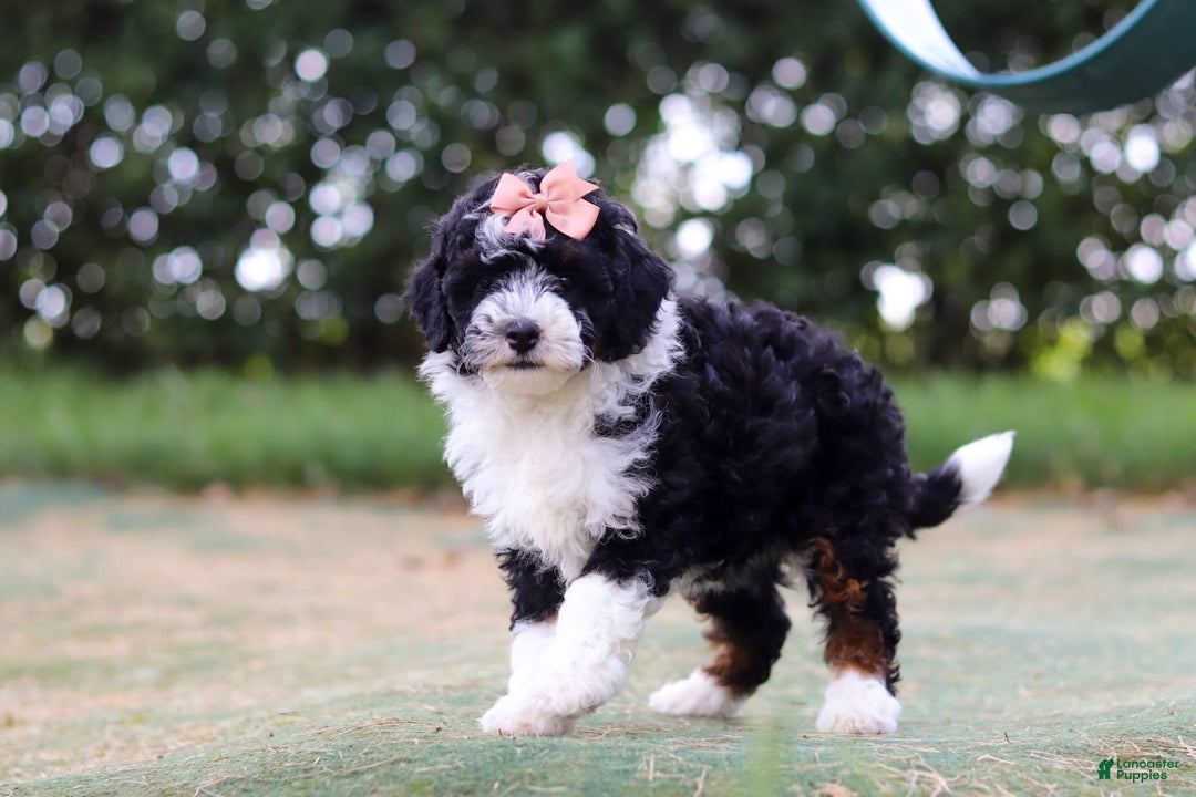 Mini Bernedoodle dogs for sale: Mini Bernedoodle 6 puppies - Image 21