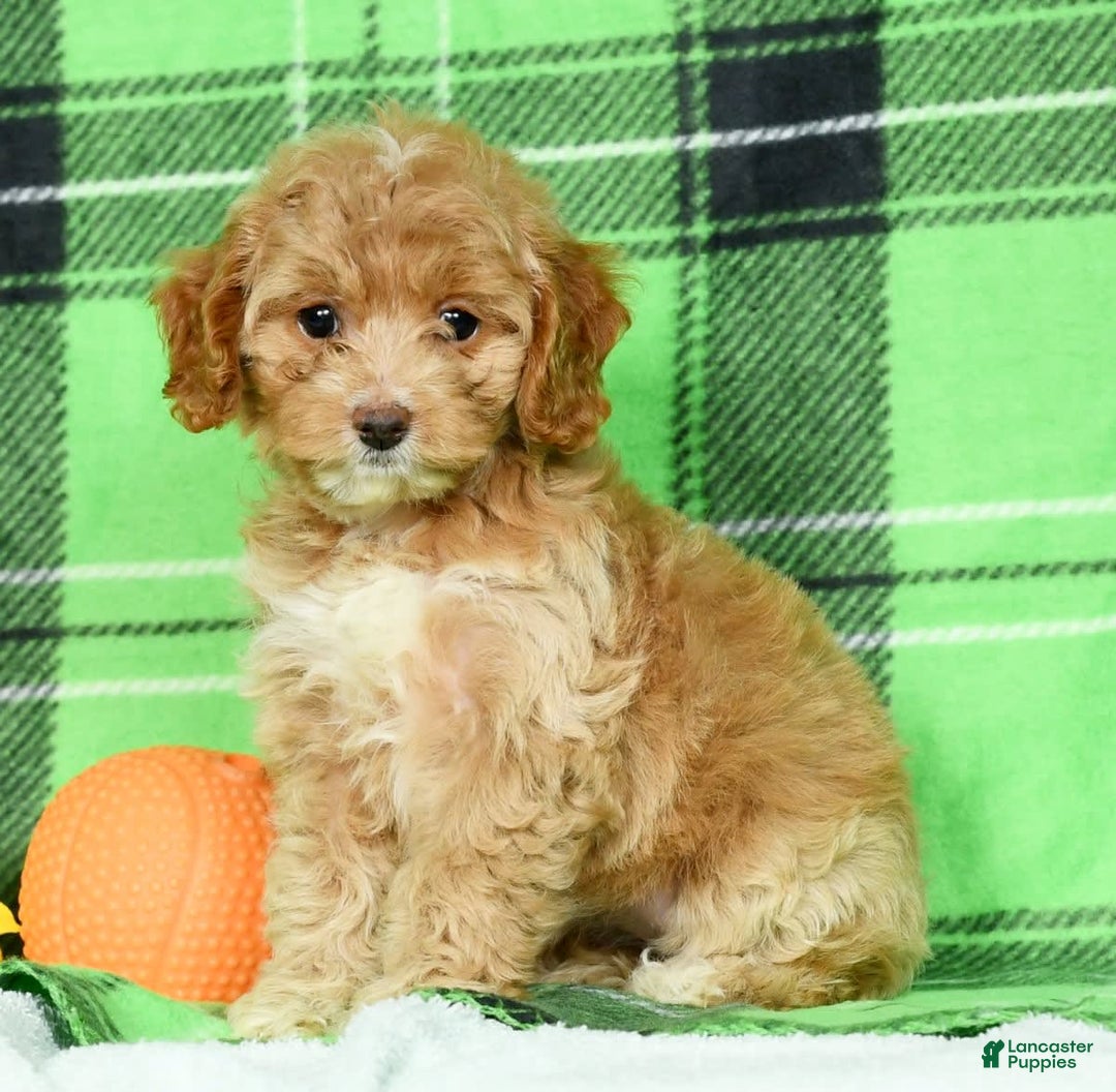 Cockapoo dogs for sale: Violet - Image 2