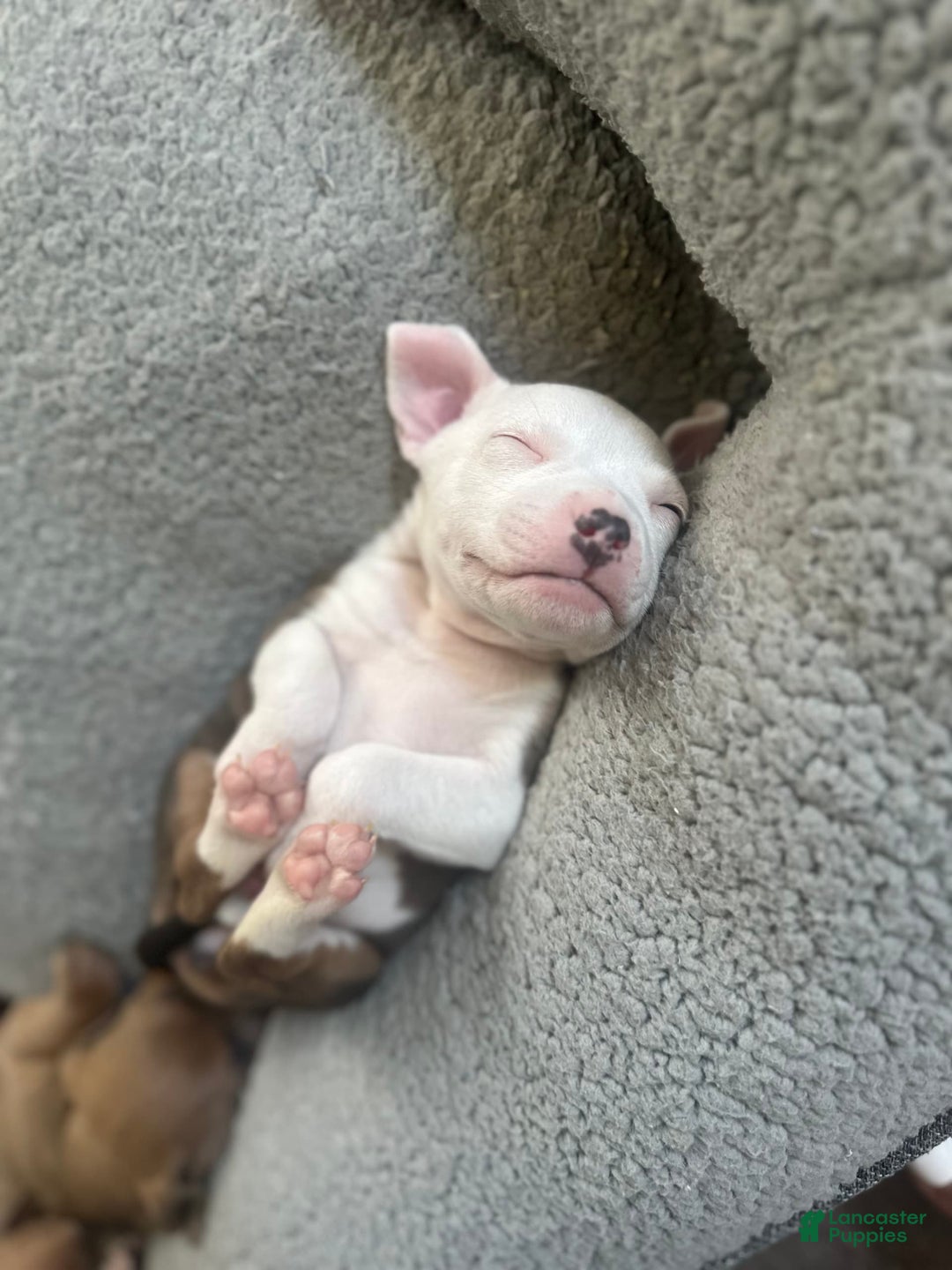American Bully dogs for sale: White Boy - Image 1
