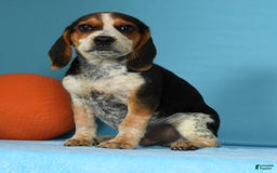 Beagle dogs for sale: Rascal - Image 8