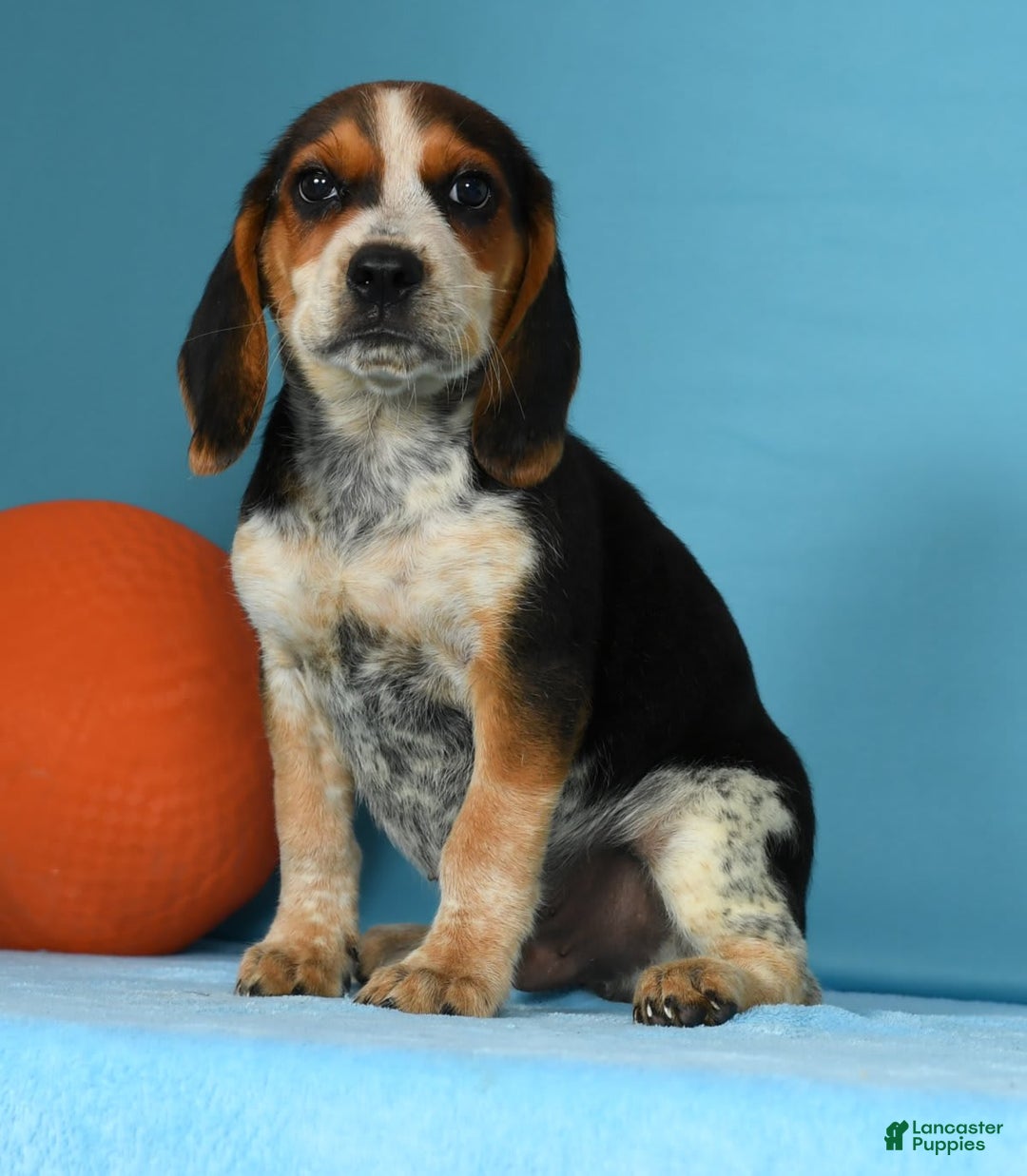 Beagle dogs for sale: Rascal - Image 8