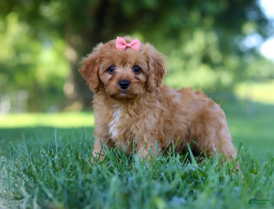 Cavapoo dogs for sale: Missy - Image 7