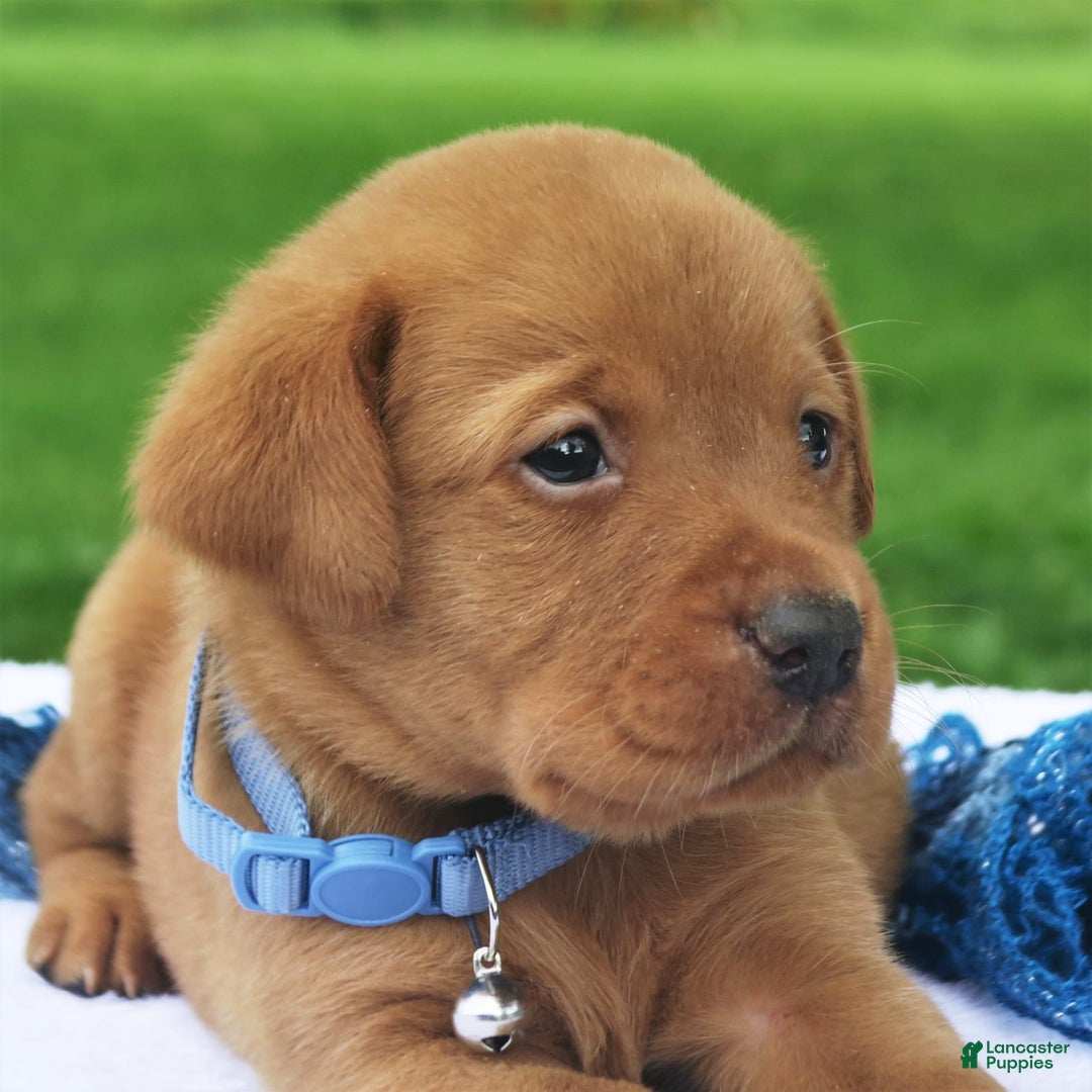 Labrador Retriever dogs for sale: Firecracker - Image 4