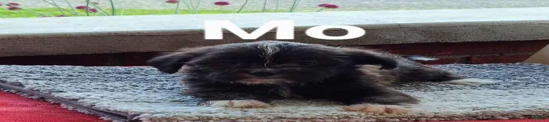 Mo