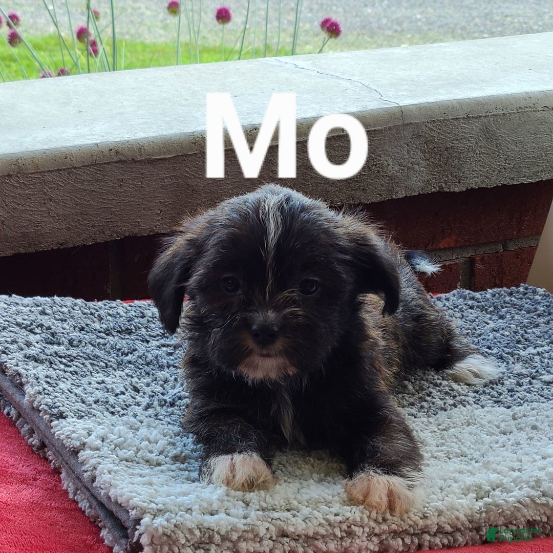 Shorkie dogs for sale: Mo - Image 1