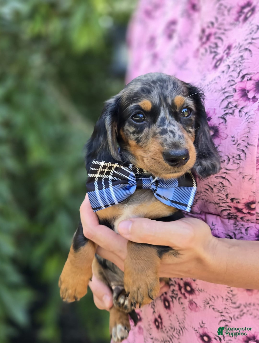 Miniature Dachshund dogs for sale: Andrew - Image 11