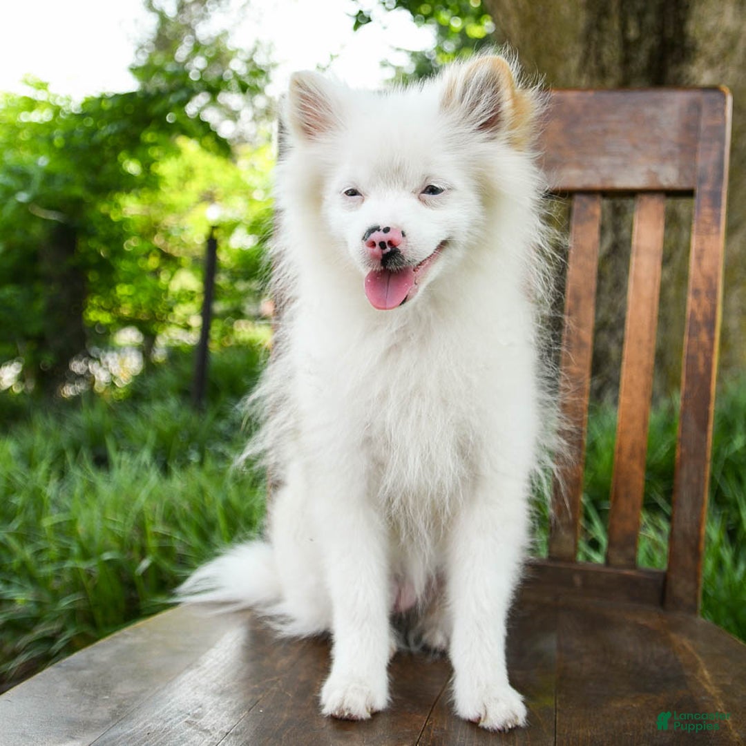 Pomeranian dogs for sale: Misty - Image 5